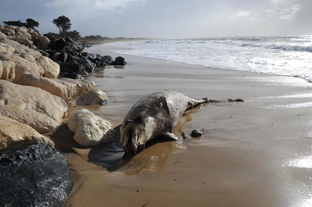 Recours-des-pêcheurs-artisans-contre-lobligation-d_processed